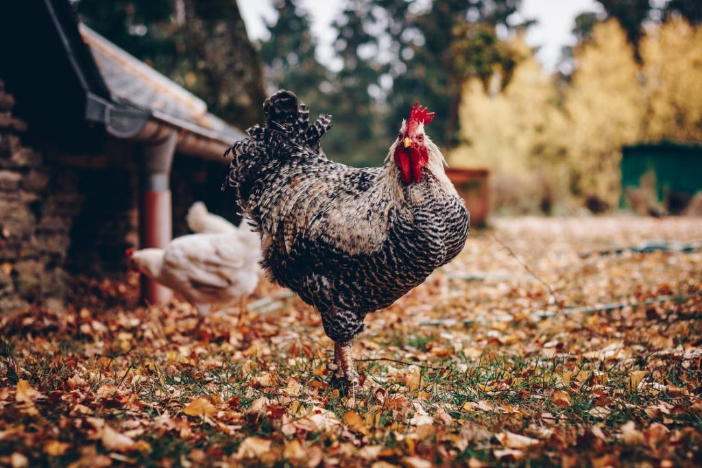 Journée contributive à la ferme